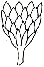 Involucral Bract - Imbricate